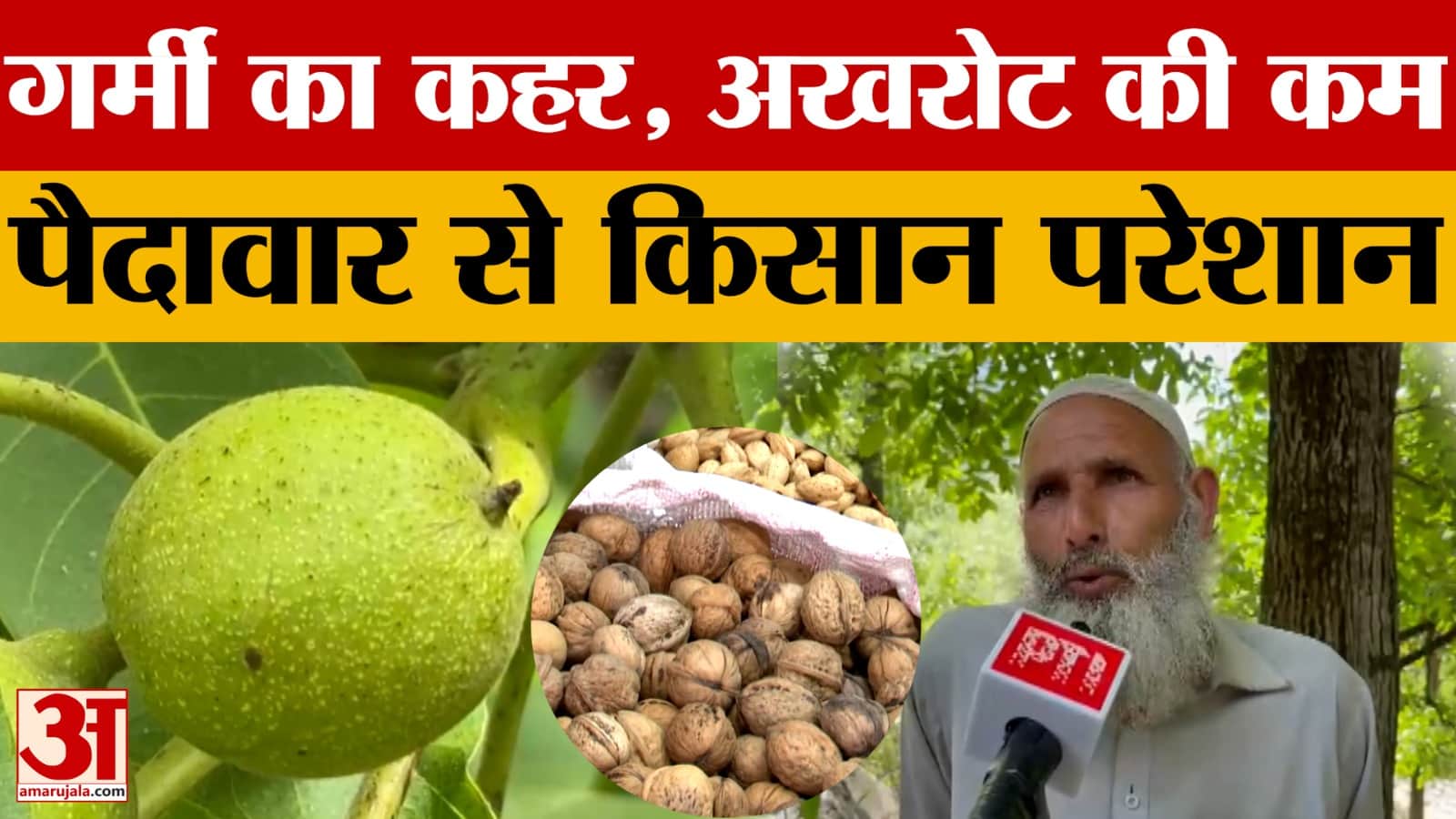 Jammu Kashmir: Anantnag में जारी है भीषण गर्मी का कहर, अखरोट की कम पैदावार से किसान परेशान | Walnut