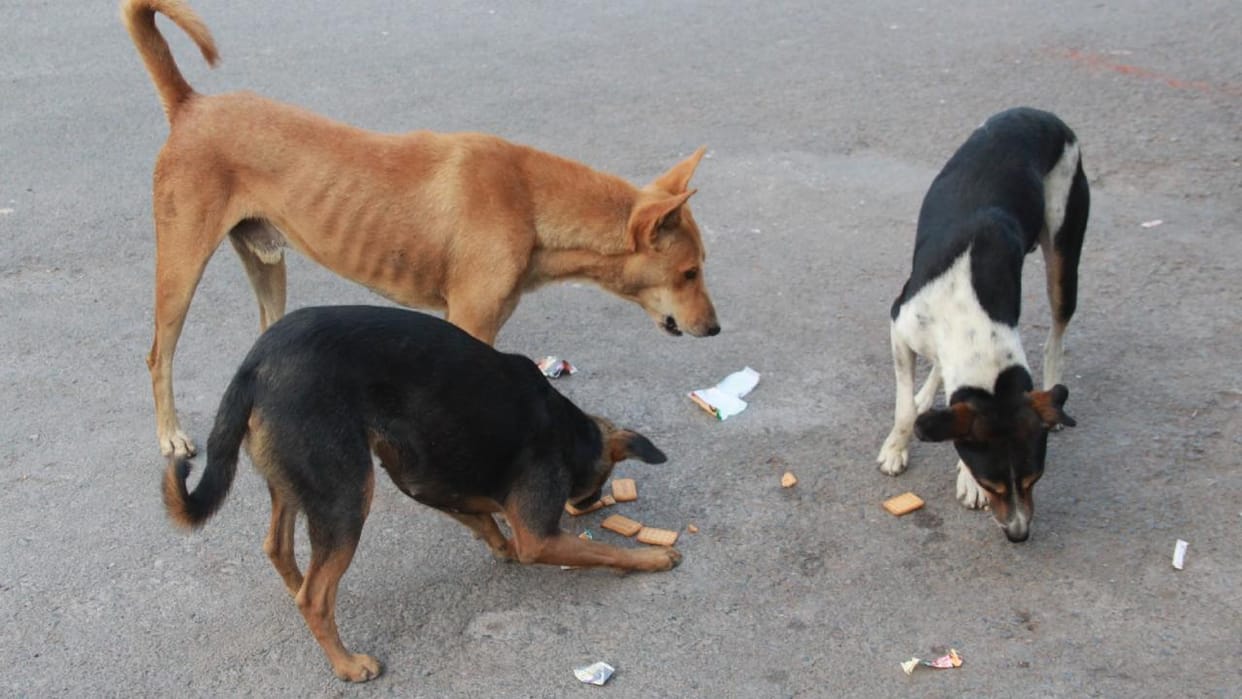 Jhansi: 30,000 stray dogs roam the city streets, terrifying women and children