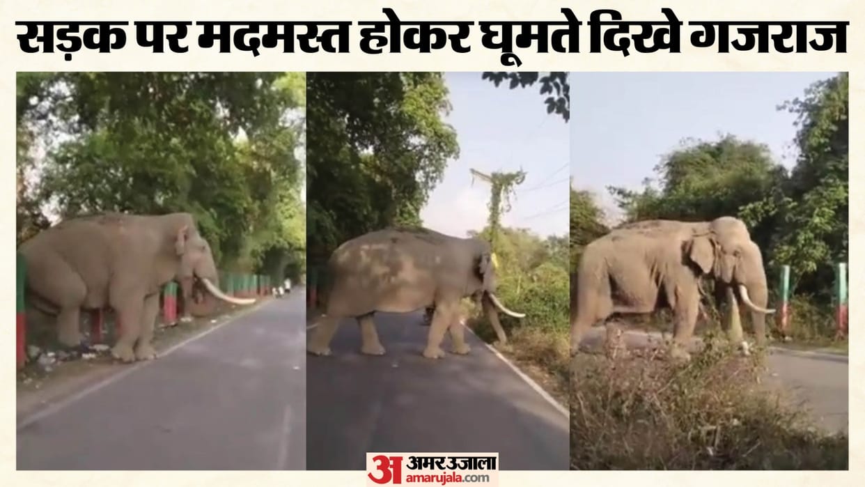 Rishikesh Elephant spotted roaming in IDPL area vehicles halt on  road as Forest Department suspends traffic
