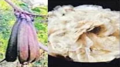 Himachal: Uncontrolled Exploitation Threatens Natural Population of Arlu—Research Reveals