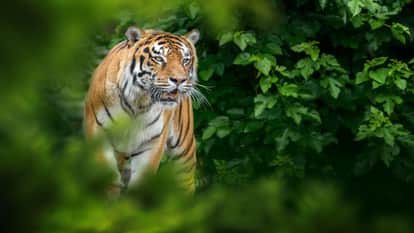 Four women killed in a tiger attack in Chandrapur while collecting tendu leaves