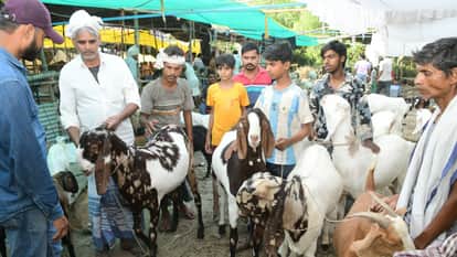 Goat Market in Banaras Sacrifices Performed Eid al-Adha Features an Ajmeri Goat Buying Picks Up Pace