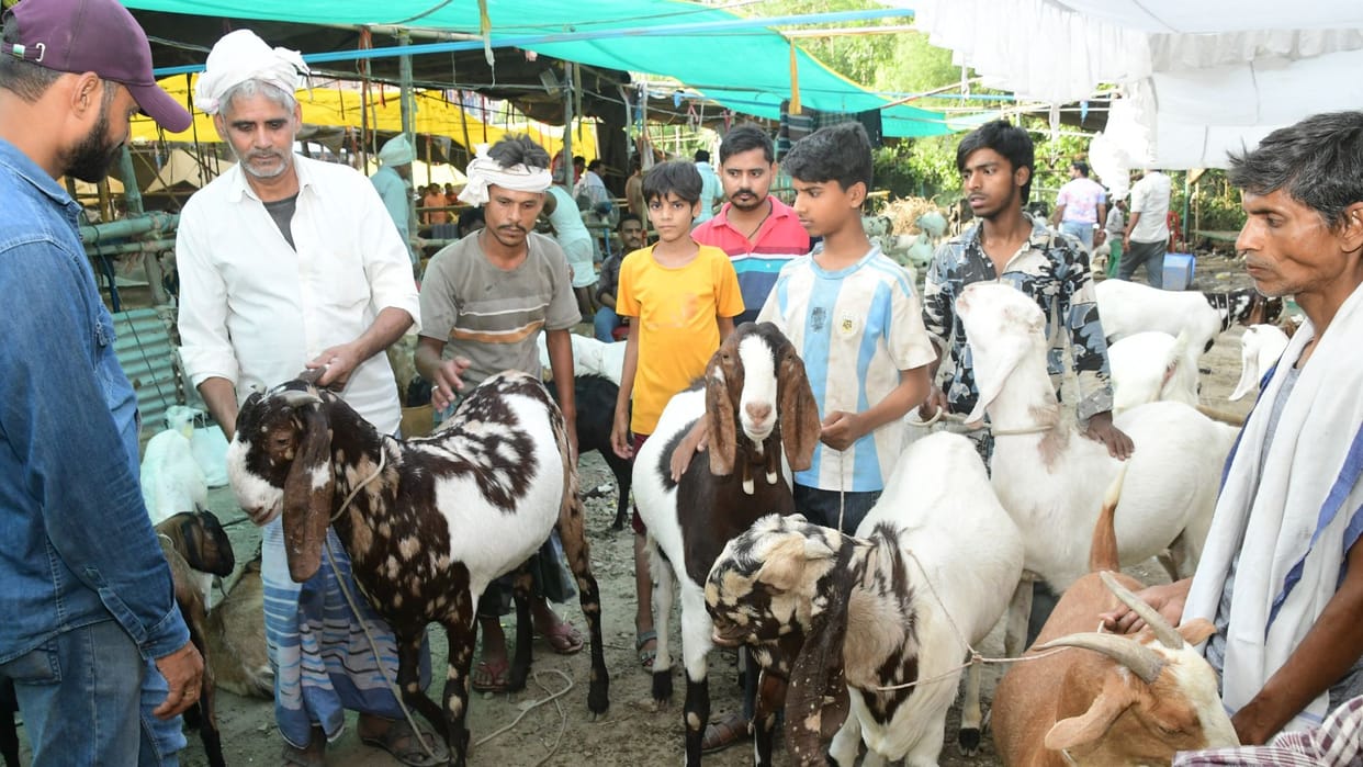 Goat Market in Banaras Sacrifices Performed Eid al-Adha Features an Ajmeri Goat Buying Picks Up Pace