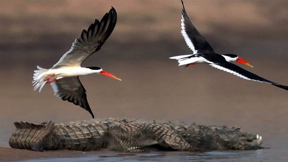 From Dacoit Fear to Biodiversity Hub: Chambal Revives Rare Indian Skimmer and Becomes Eco-Tourism Hotspot