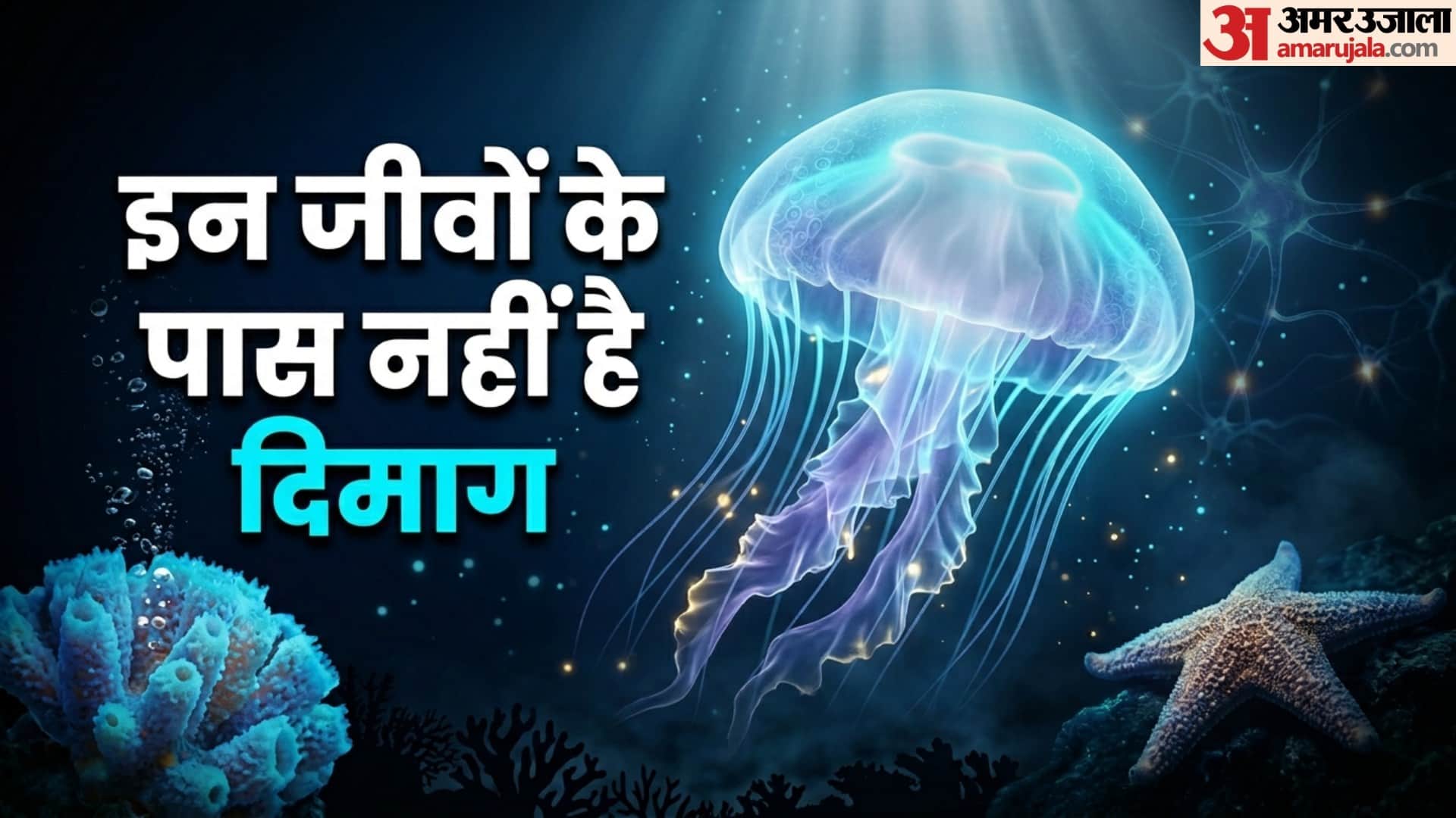 Sea Creature With No Brain Sea Sponges Jellyfish Starfish survive without brain interesting facts