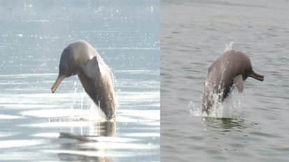 Dolphins in Aligarh