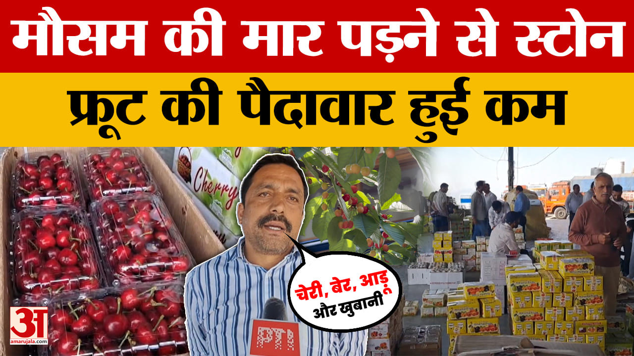 हिमाचल प्रदेश में मौसम की मार पड़ने से स्टोन फ्रूट की पैदावार हुई कम | Himachal Pradesh | Amar Ujala