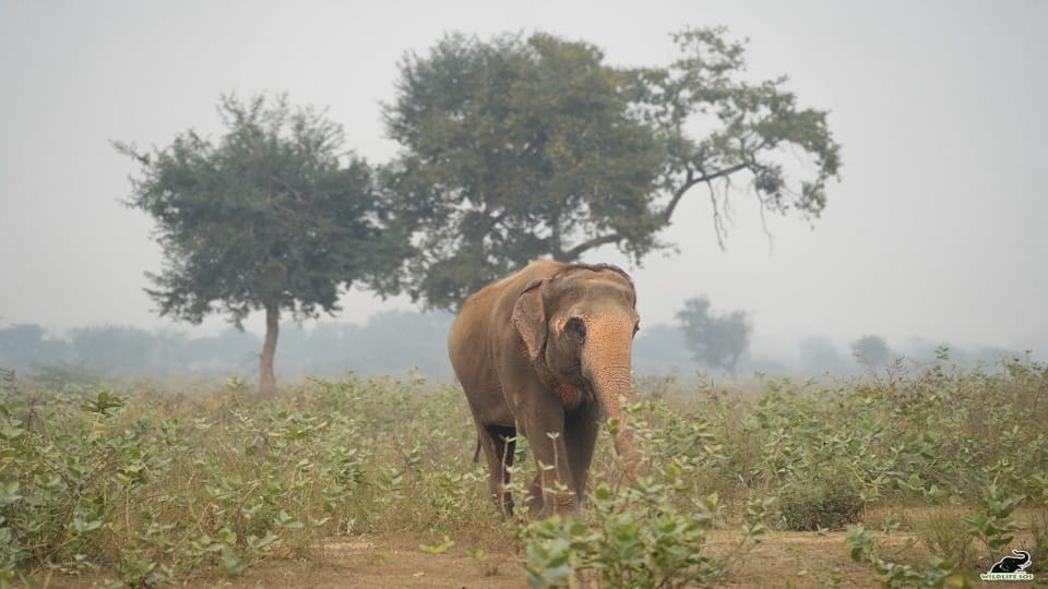 हथनी फूलकली।