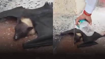 Hamirpur Bat falls from tree distressed by scorching heat lawyers act swiftly to give it water saving its life