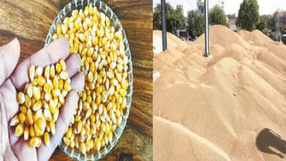 Subsidies on Maize, Pearl Millet, and Sorghum seeds have been discontinued; seeds will now be more expensive.