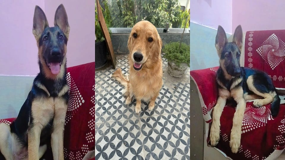 Heatwave Alert: Pet Dog Owners in Agra Take Extra Care as Rising Temperatures Affect Pets