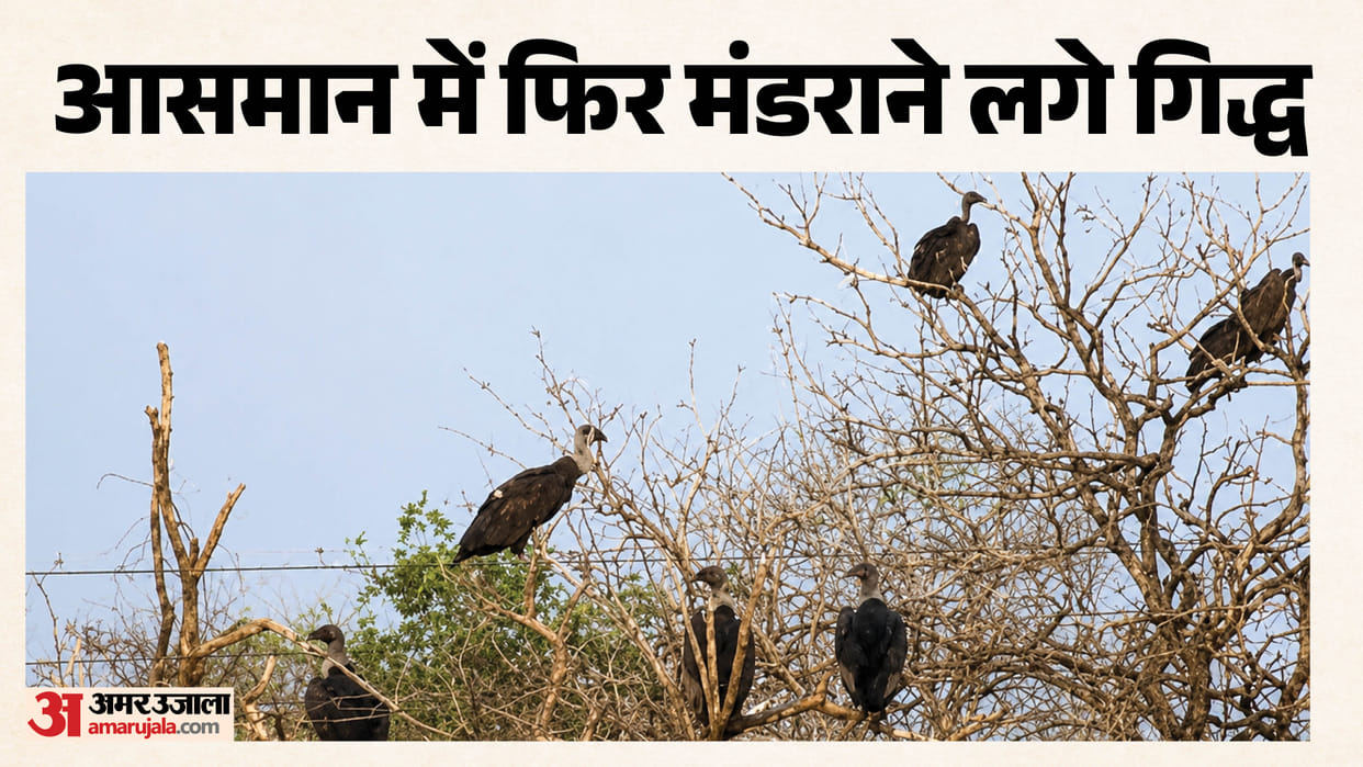 Vultures spotted in Raisen forests second phase of summer census begins