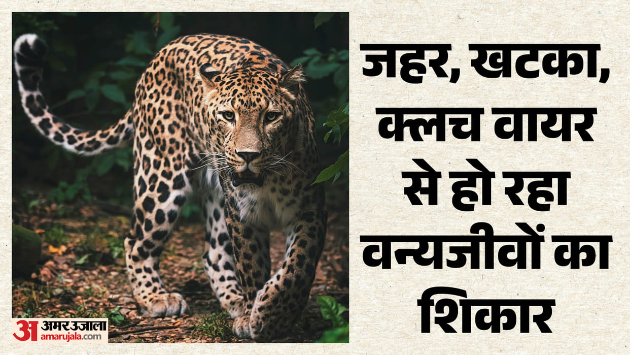 Tigers and leopards are not safe in Uttarakhand forests, 345 died in three years