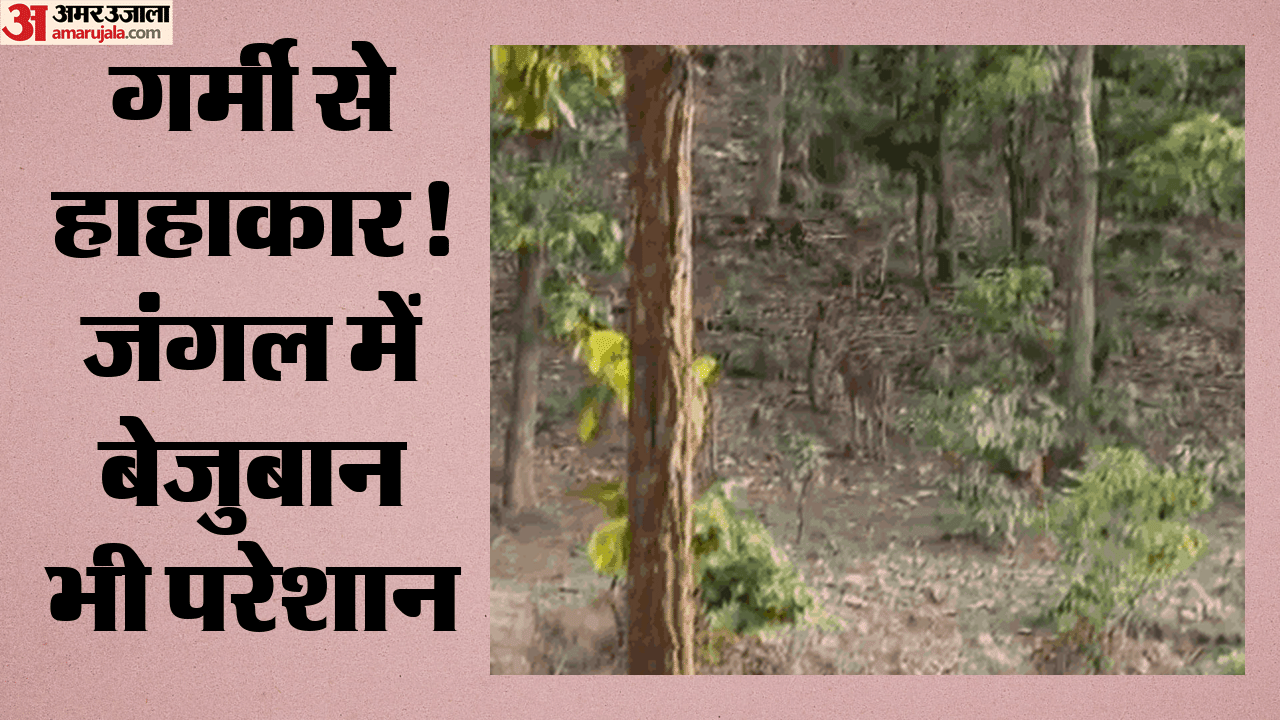 वन्यजीवों पर गर्मी का असर