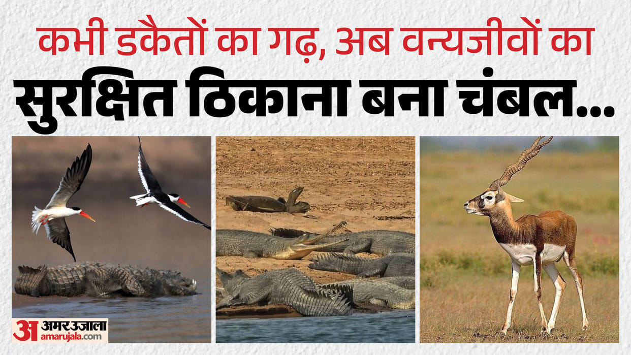 From Dacoit Fear to Biodiversity Hub: Chambal Revives Rare Indian Skimmer and Becomes Eco-Tourism Hotspot