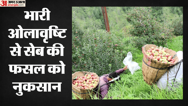 Himachal Weather: बर्फीला तूफान और अंधड़-बारिश, ओलावृष्टि से सेब की फसल को नुकसान, जानें आज का मौसम