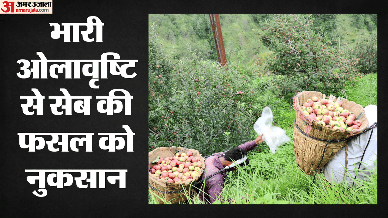 Himachal Weather Snowstorms Gusty Winds and Rain Hailstorm Damages Apple Crop Check Today Weather Forecast