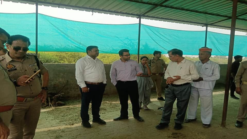 12 Cattle Die in Gaushala After Consuming Contaminated Food from Community Feast in Mathura