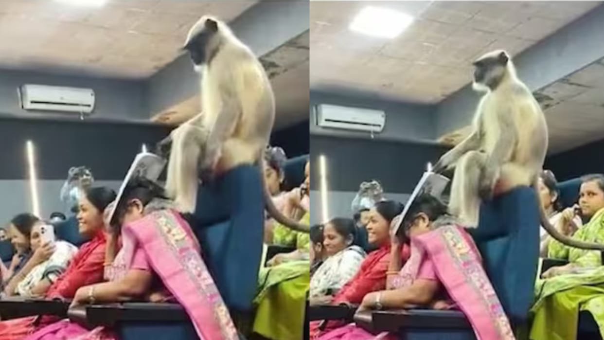 gujarat langur enters census training classroom viral video on internet