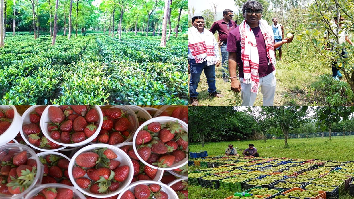 Jashpur farmers are writing a new success story in farming, now their recognition has increased due to apple p
