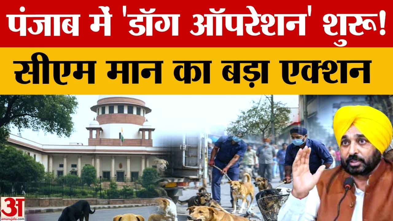 पंजाब में खतरनाक आवारा कुत्तों के खिलाफ अभियान शुरू, सुप्रीम कोर्ट के आदेश के बाद सरकार की कार्रवाई