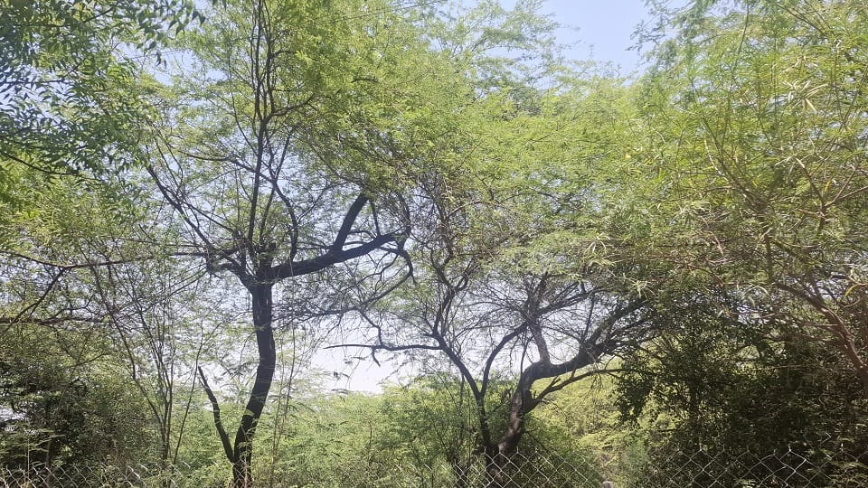 Invasive Vilayati Babool Threatens Ecosystem in Yamuna-Chambal Region Supreme Court Hearing on Removal