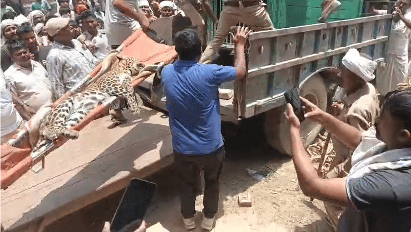 Bahraich: Leopard injures three people in the village, hides in a house