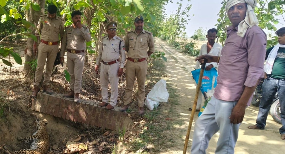 Balrampur: Female leopard trapped in a wire in a mango orchard for half an hour, dies a painful death