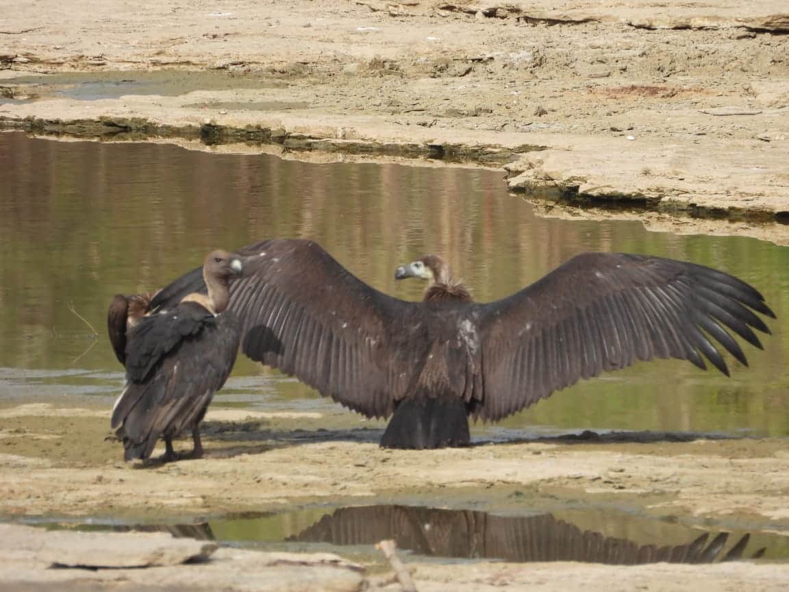 गिद्ध