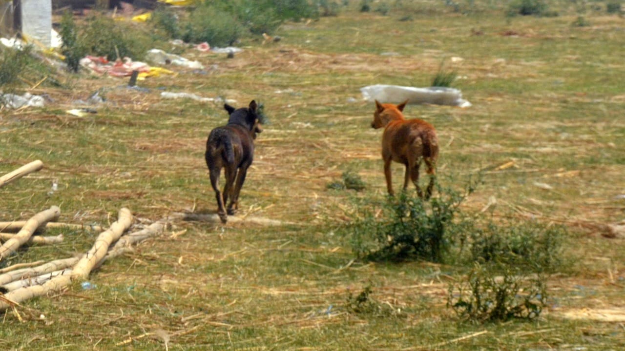 Dogs killed 11 year old girl in Shahjahanpur