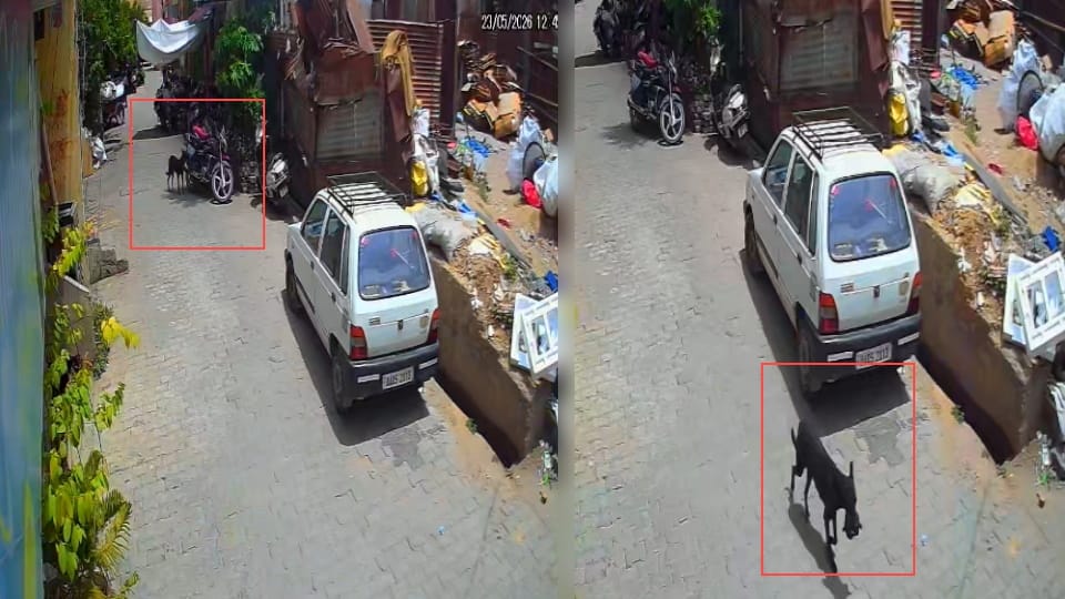 Bijnor: Dog Runs Away with Bag Containing rs1 Lakh from Parked Bike in Bijnor