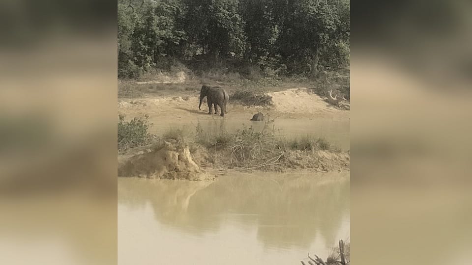 Body of a baby elephant found near a pond in Raigarh district