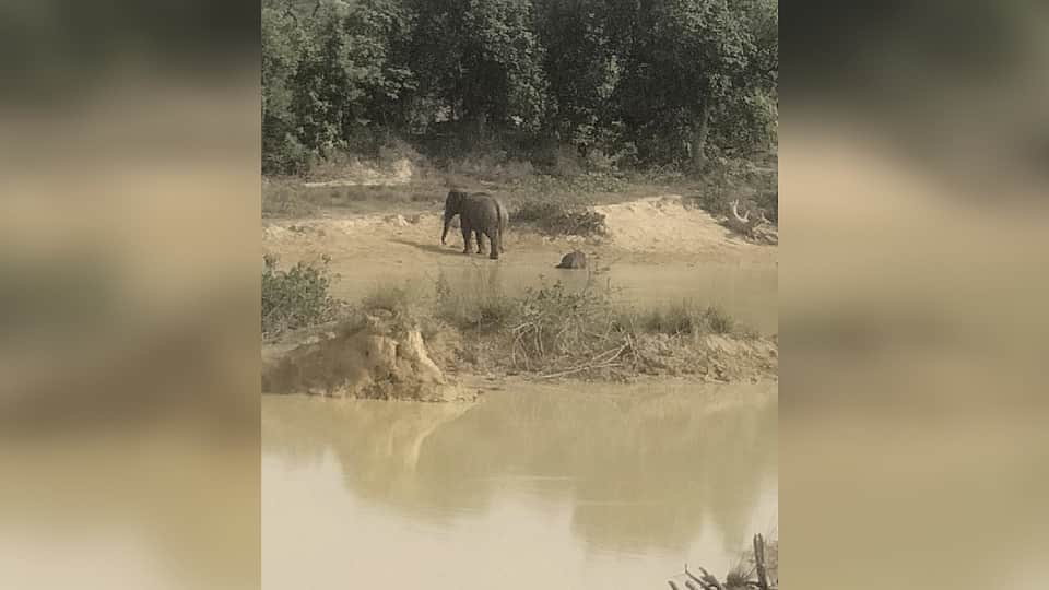 हाथी के बच्चे का शव मिला
