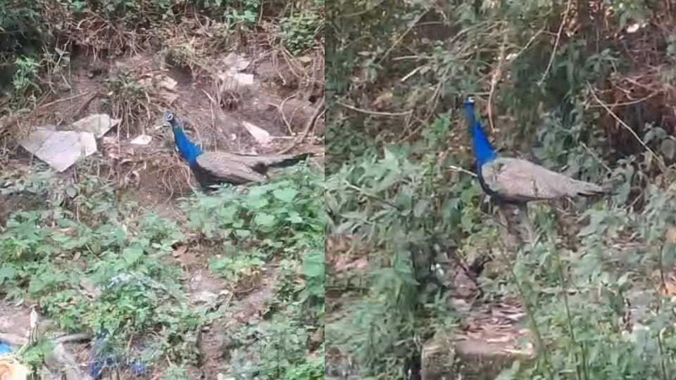 Peacock Spotted in Residential Area for First Time in Mussoorie Hills Wildlife Enthusiasts Delighted
