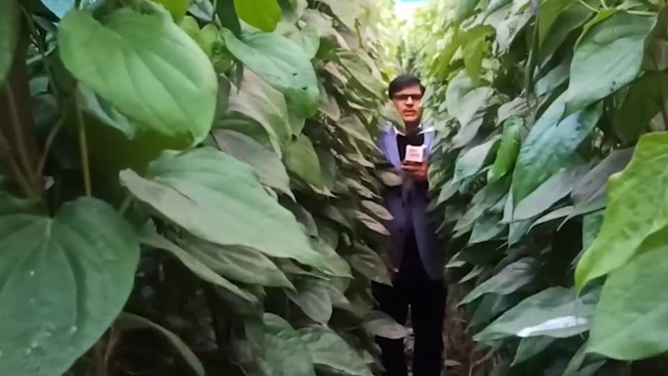 destruction of betel vine gardens has disrupted Bundelkhand environmental balance