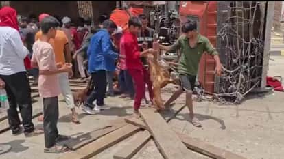 Kaushambi News A truck full of goats went out of control and overturned on the highway