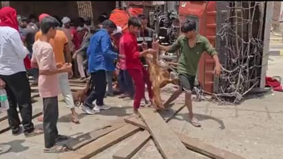 Kaushambi News A truck full of goats went out of control and overturned on the highway