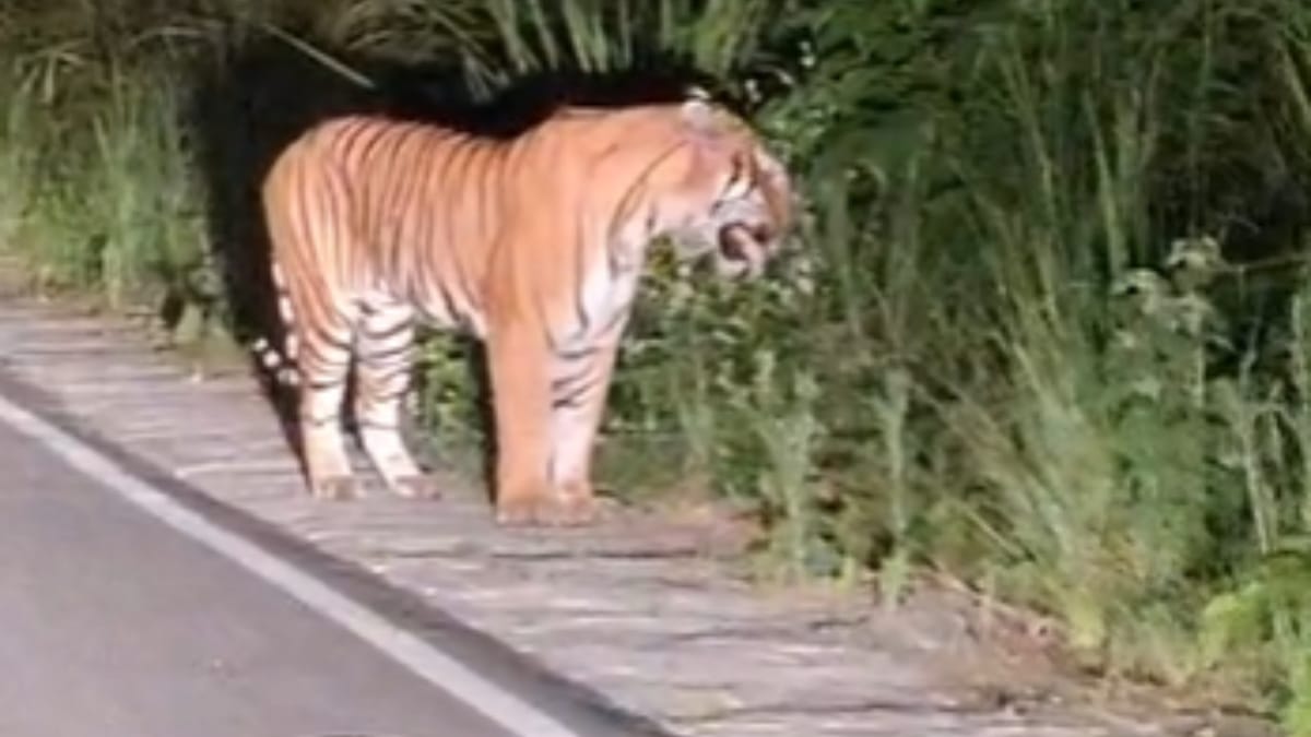 Uttarakhand: प्रदेश में 18 वर्षों में 178 से 560 हुए बाघ, एसटीपीएफ में नहीं हुई 81 कर्मियाें की भर्ती