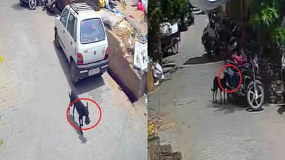 Dog Snatches 1 Lakh Rupees From Bike Bag In Bijnor Of Up Bizzare Incident Captured In Cctv