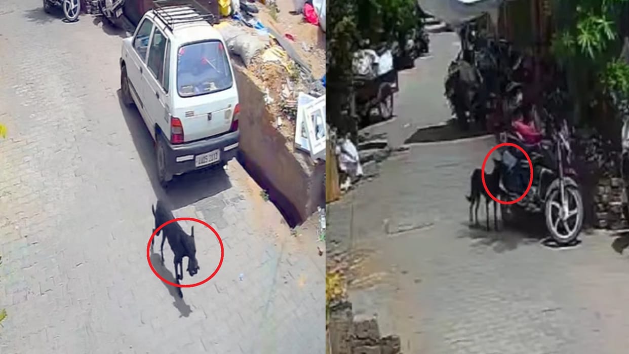 Dog Snatches 1 Lakh Rupees From Bike Bag In Bijnor Of Up Bizzare Incident Captured In Cctv