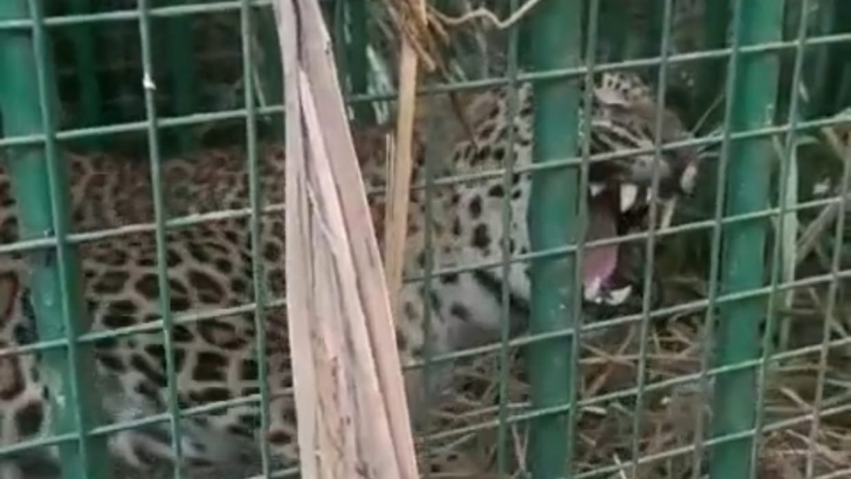 Leopard Trapped in Forest Department Cage in Lakhimpur kheri