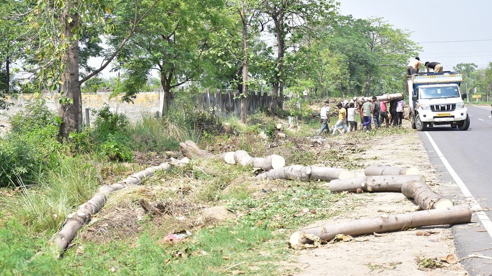 Cutting trees for road widening
