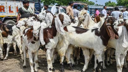Eid Ul Adha: The Bakra Mandi is all set for Bakrid