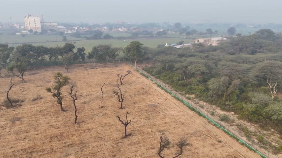 Ancient Braj Forests to Be Revived Under Massive Green Restoration Project