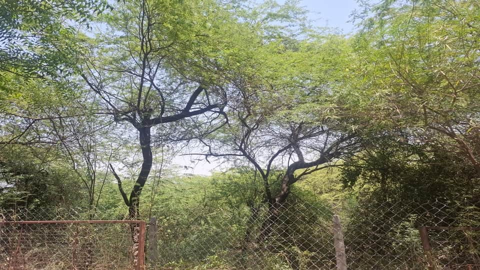 Ancient Braj Forests to Be Revived Under Massive Green Restoration Project