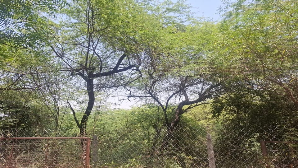 Ancient Braj Forests to Be Revived Under Massive Green Restoration Project