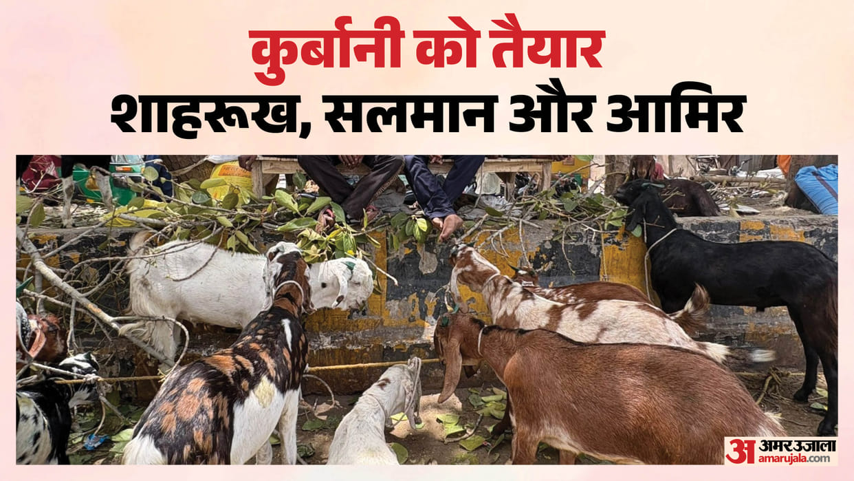 Bakrid Shah Rukh Salman and Aamir Emerge as Bakrid Stars Goats Worth Lakhs