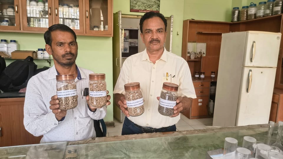 Scientists Develop Ready-Made Feed for Goats to Boost Health and Milk Production