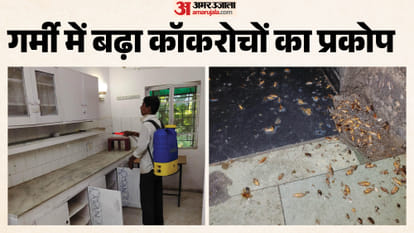 गर्मी में बढ़ा कॉकरोचों को प्रकोप।