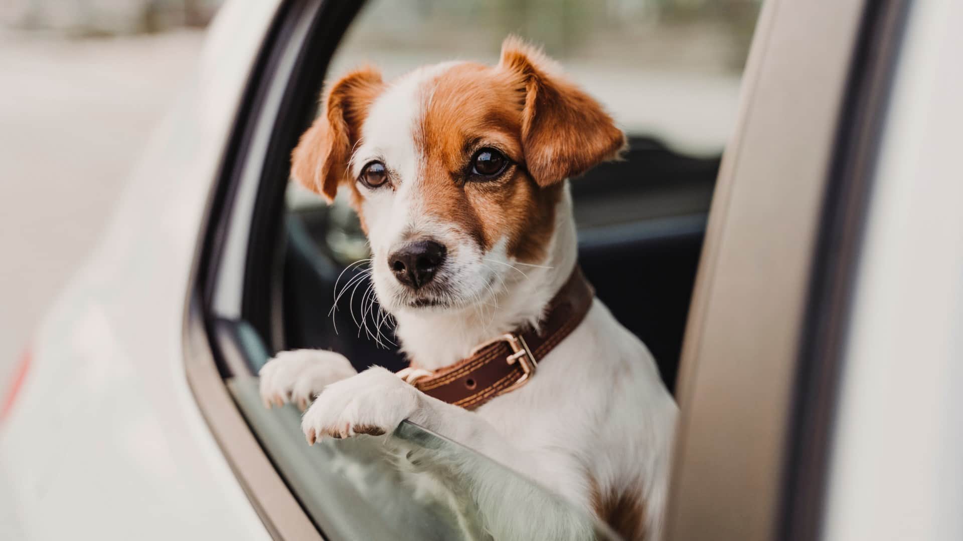 Dog Fires shotgun from pickup truck woman injured shocking incident goes viral